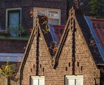 Tuinhuisjes Gerard Noodtstraat.
<br/>
Marcel Westhoff, 2018